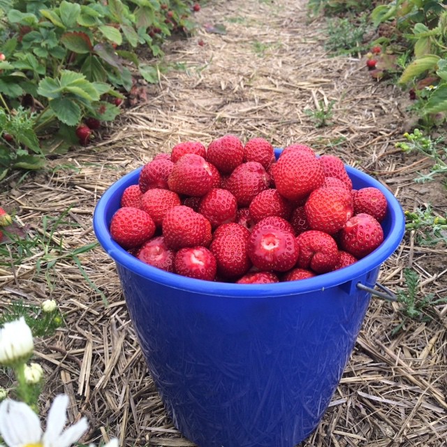 Erdbeeren, und das ist nicht der einzige volle Eimer. 😋