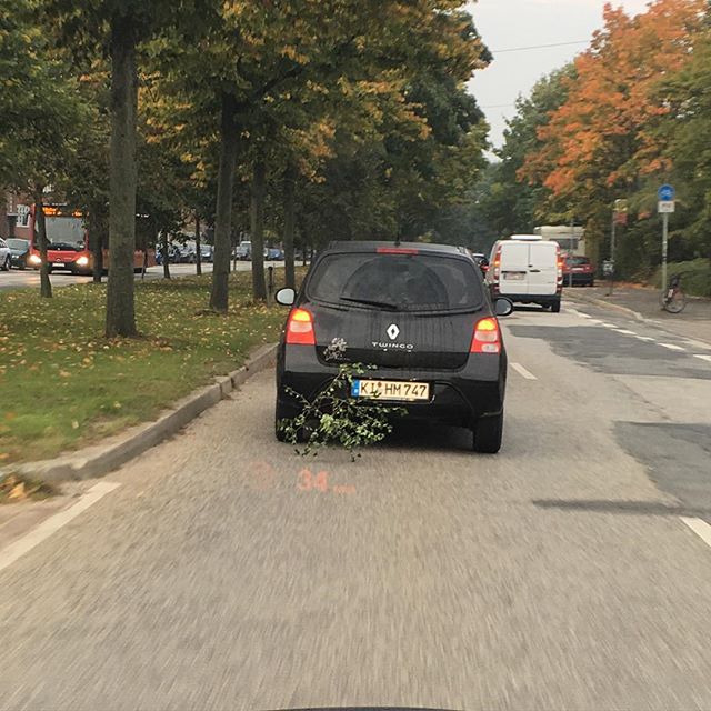 Da fährt ein Busch spazieren 😅